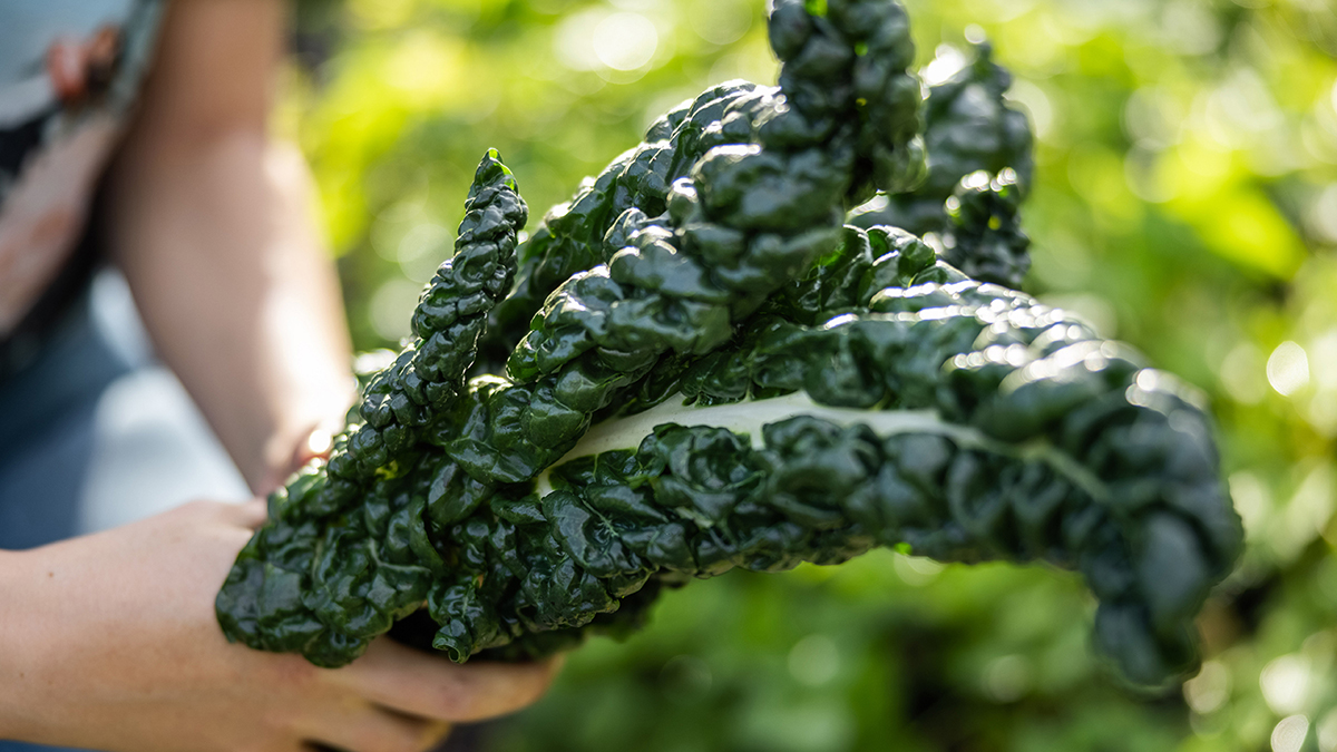 close up of fresh silverbeet from the garden